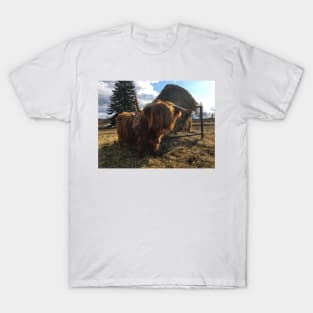 Scottish Highland Cattle Cow 2369 T-Shirt